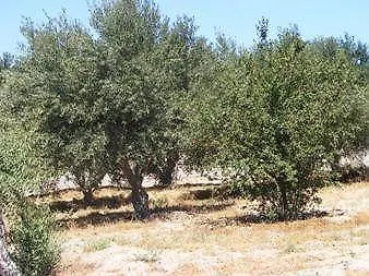 Sea Side מלון פריבולוס